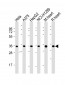 PDHB Antibody (C-term)